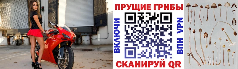 наркотики Онега Галлюциногенные грибы Psilocybine cubensis